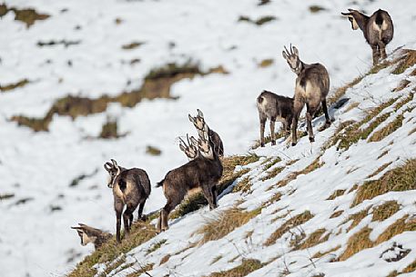 Group of chamois, rupicapra rupicapra, in the Julian Alps, Julian Prealps Natural Park, Friuli Venezia Giulia, Italy.