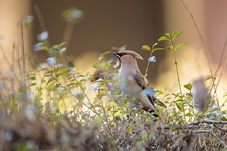 Bohemian Waxwing, Bombycilla garrulus portrait