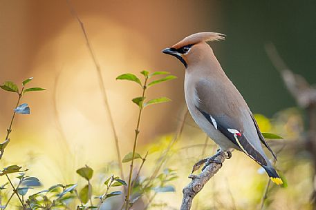 Bohemian Waxwing, Bombycilla garrulus portrait