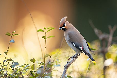 Bohemian Waxwing, Bombycilla garrulus portrait