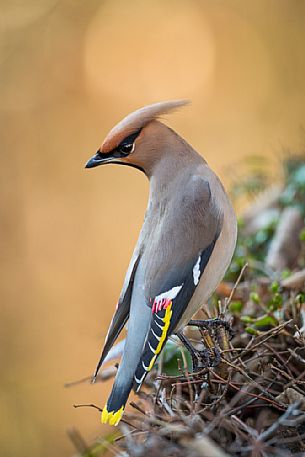 Bohemian Waxwing, Bombycilla garrulus portrait