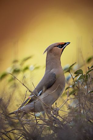 Bohemian Waxwing, Bombycilla garrulus portrait