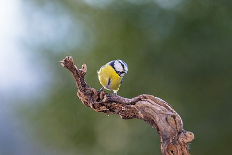 Blue Tit, Cyanistes caeruleus, portrait