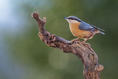 Portrait of Wood Nuthatch, Sitta europaea