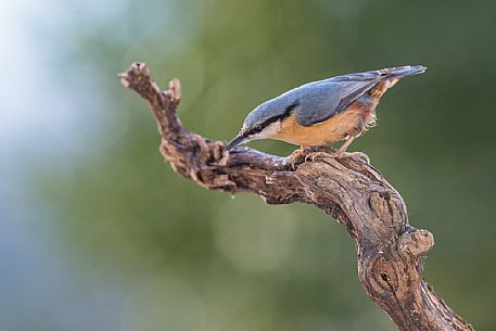 Portrait of Wood Nuthatch, Sitta europaea