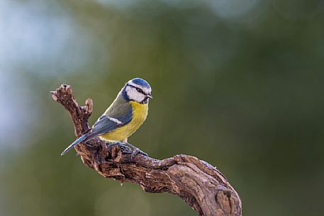 Blue Tit, Cyanistes caeruleus, portrait