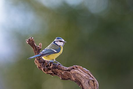 Blue Tit, Cyanistes caeruleus, portrait