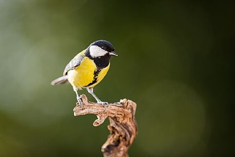 Eurasian Great Tit, Parus major