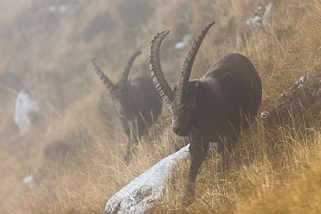 Alpine ibex, Capra ibex, in the Altipiano del Montasio plateau, Julian Alps, Italy. Alpine ibex, Capra ibex, in the Altipiano del Montasio plateau, Julian Alps, Italy.