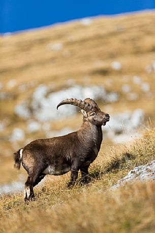 Portrait of alpine ibex,Capra ibex, Altopiano del Montasio plateau, Julian Alps, Italy.