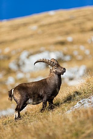 Portrait of alpine ibex,Capra ibex, Altopiano del Montasio plateau, Julian Alps, Italy. Portrait of alpine ibex,Capra ibex, Altopiano del Montasio plateau, Julian Alps, Italy.