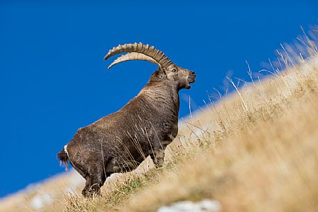 Portrait of alpine ibex,Capra ibex, Altopiano del Montasio plateau, Julian Alps, Italy.