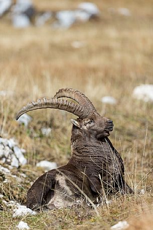 Portrait of alpine ibex,Capra ibex, Altopiano del Montasio plateau, Julian Alps, Italy.