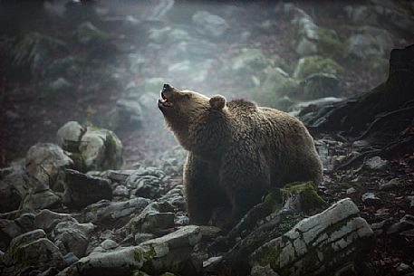 Wild Brown bear, Ursus arctos, on the fog, Trava, Ribnica, Slovenia