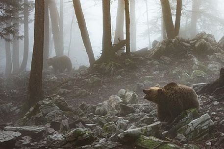 Two wild brown bears, Ursus arctos, on the fog, Slovenia