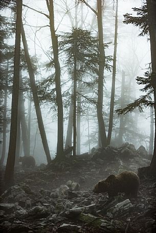 Two wild brown bears, Ursus arctos, in the fog, Slovenia