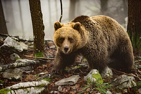 Wild Brown bear, Ursus arctos, in the fog, Trava, Ribnica, Slovenia