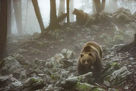 Two wild brown bears, Ursus arctos, on the fog, Slovenia