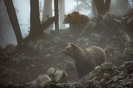 Two wild brown bears, Ursus arctos, on the fog, Slovenia