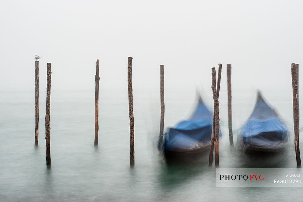 Gondolas moored in the fog, Venice, Italy, Europe