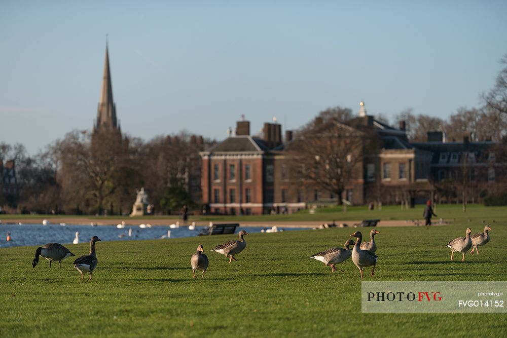 Geese in the garden of Kensington, London, United Kingdom, Europe
