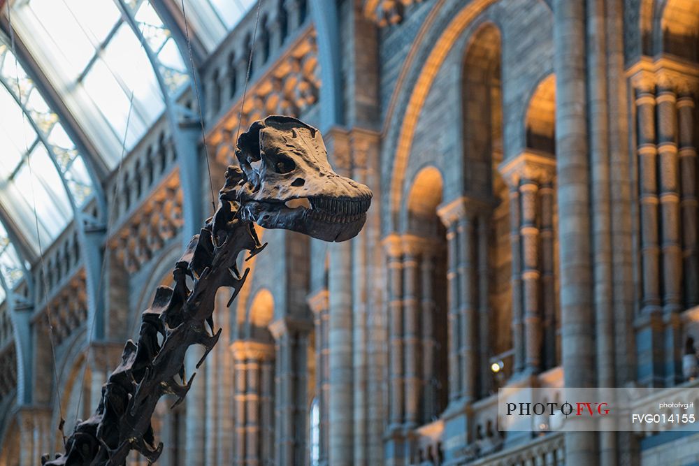 Dinosaur skeleton in the entrance of the Natural History Museum, London, England, UK, Europe
