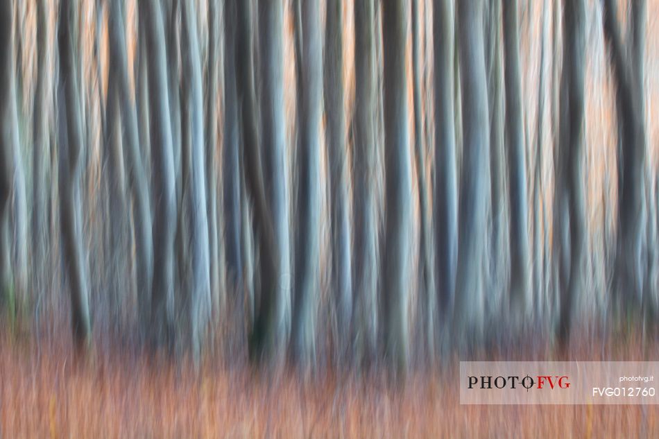 Creativity fall in Aspromonte National Park