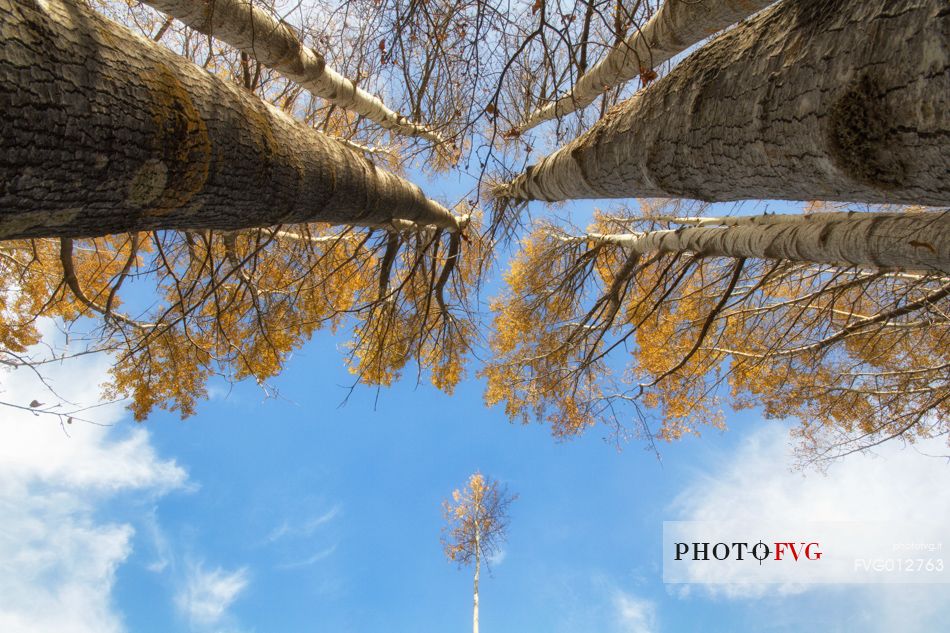 Creativity fall in Aspromonte National Park