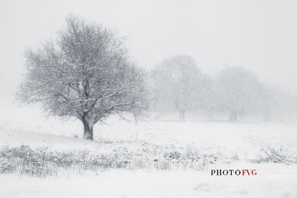 The magic of the Aspromonte photographed in snowy winter