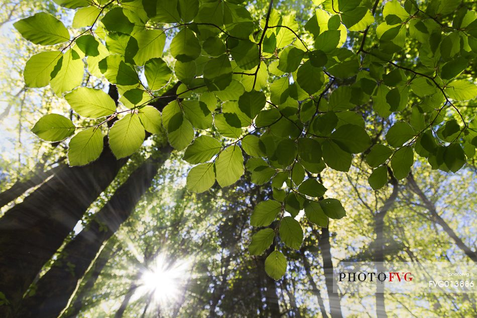 The magic of the Aspromonte photographed in spring season