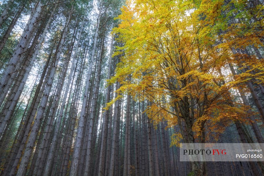 The autumn colors in the forests of the high Aspromonte