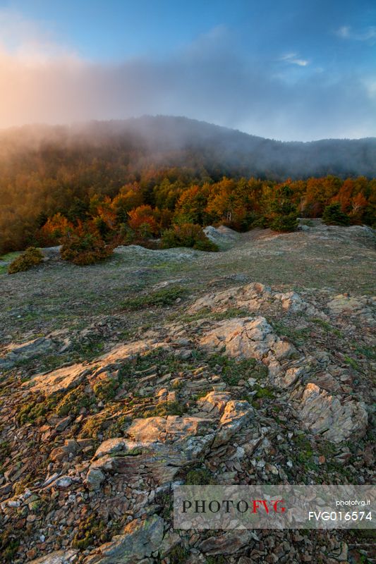 The autumn colors in the forests of the high Aspromonte