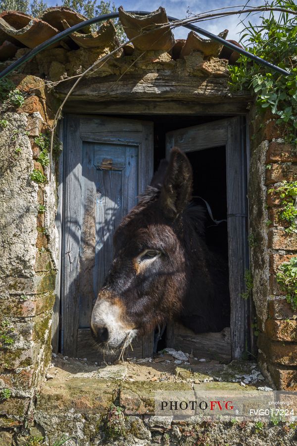 A donkey along the Edward Lear path