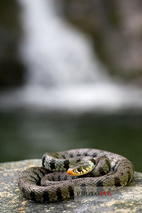 Natrix Natrix in the Aspromonte national park, Calabria, Italy