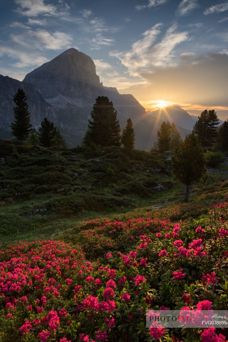 Flowering of and the Tofana di Rozes peak at dawn, Dolomites, Cortina d'Ampezzo, Italy, Europe
