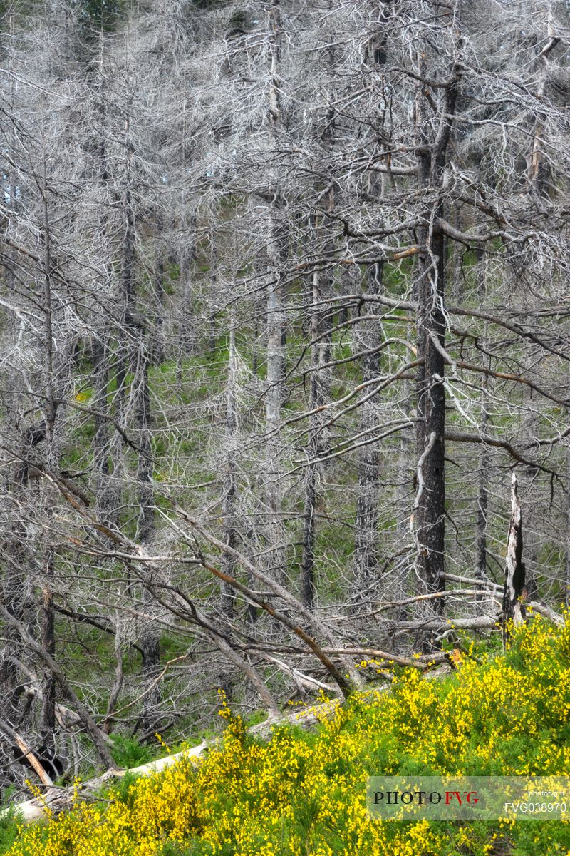 Intimate landscape in Aspromonte national park, Calabria, Italy, Europe