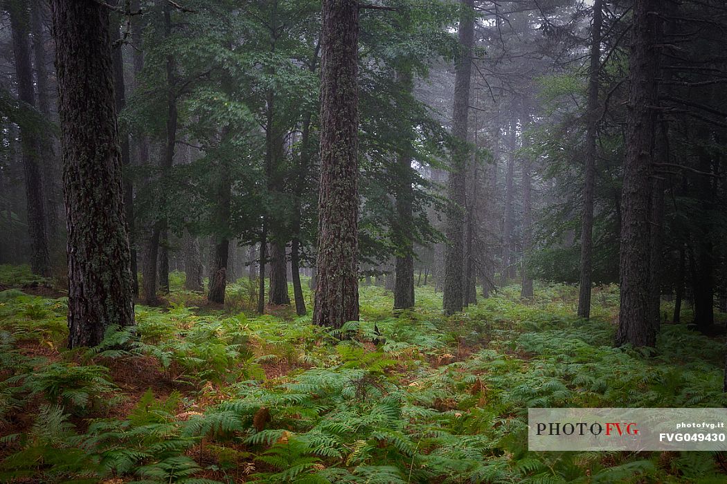 Spring atmospheres in the  Aspromonte National Park, Calabria, Italy, Europe