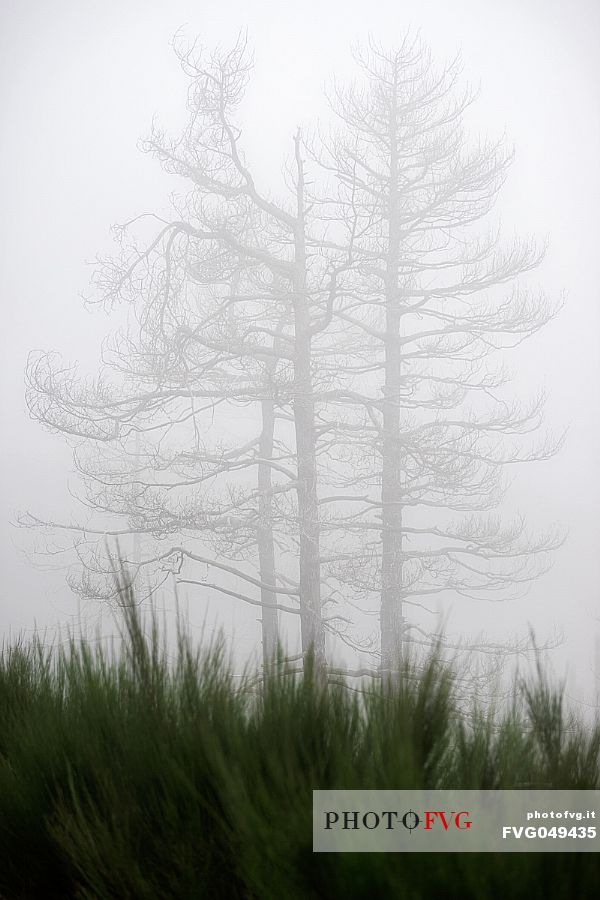 Spring atmospheres in the  Aspromonte National Park, Calabria, Italy, Europe