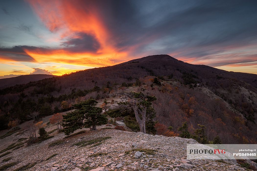 Autumn Colors in the Aspromonte National Park