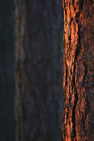 Sunset and last light on the pine-trees in the Aspromonte National Park