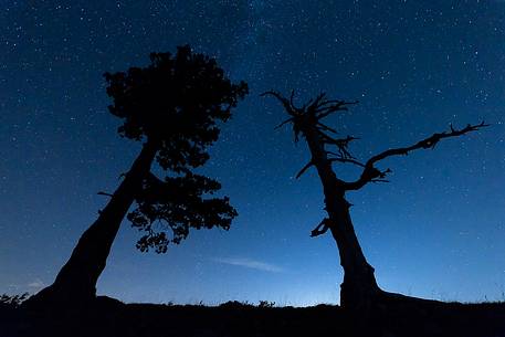 Loricati pines on the Pollino at night