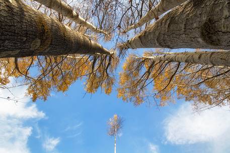 Creativity fall in Aspromonte National Park