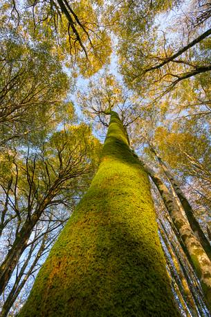 Creativity fall in Aspromonte National Park