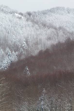 The magic of the Aspromonte photographed in snowy winter