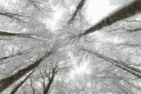The magic of the Aspromonte photographed in snowy winter