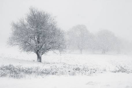 The magic of the Aspromonte photographed in snowy winter