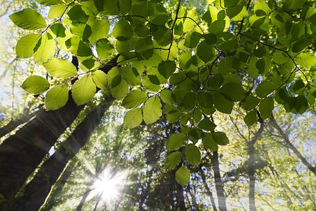 The magic of the Aspromonte photographed in spring season The magic of the Aspromonte photographed in spring season