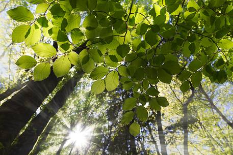 The magic of the Aspromonte photographed in spring season