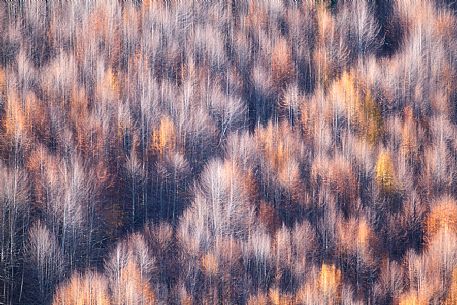 The autumn colors in the forests of the high Aspromonte