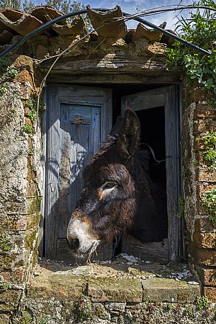 A donkey along the Edward Lear path